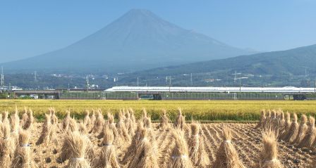 稲刈りと富士山②